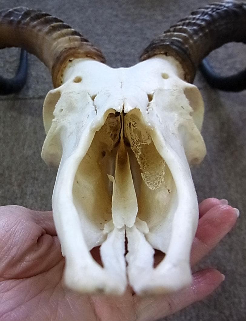 アフリカ便！インパラ スカルホーン B