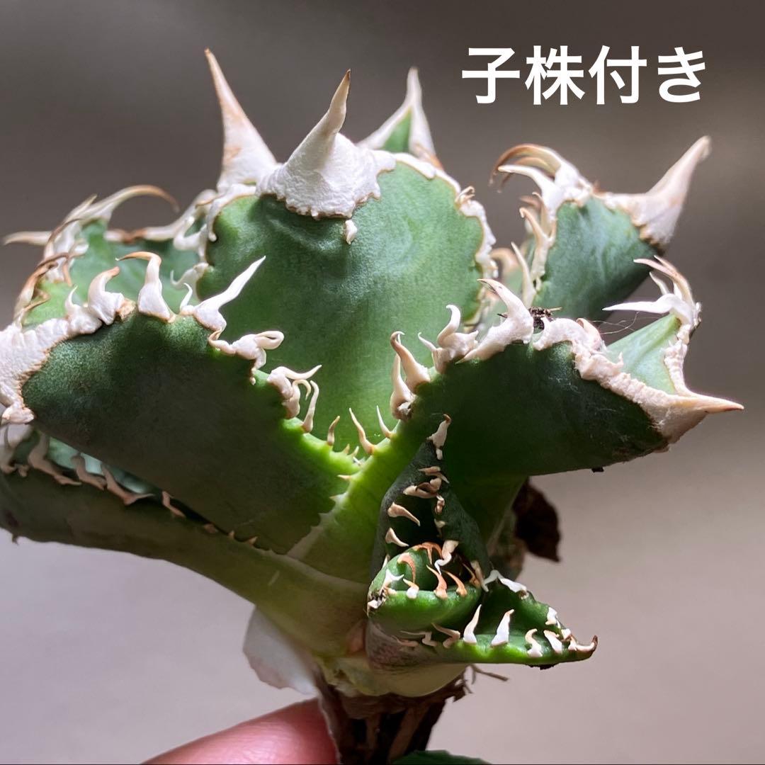 t*様 【オークション】⑥選抜　子株2株付き　太棘　アガべ　チタノタ　白豪刺　T