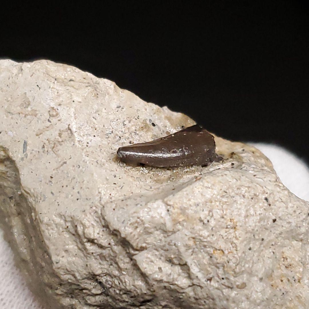 母岩付き ヌテテス 歯 本物 化石 フランス産 45.27mm  fr134