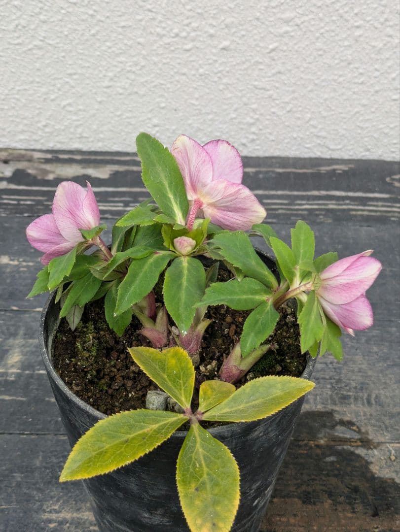 【極美・希少】広瀬園芸 クリスマスローズ ソレイユ系 セミダブル（SD）