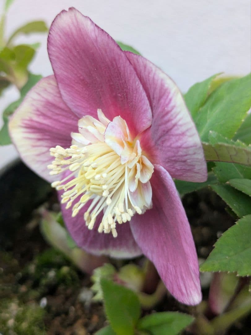 【極美・希少】広瀬園芸 クリスマスローズ ソレイユ系 セミダブル（SD）