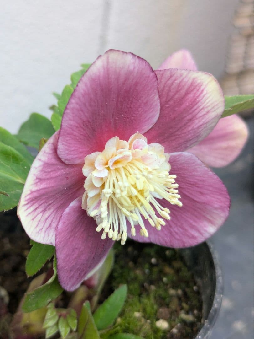 【極美・希少】広瀬園芸 クリスマスローズ ソレイユ系 セミダブル（SD）