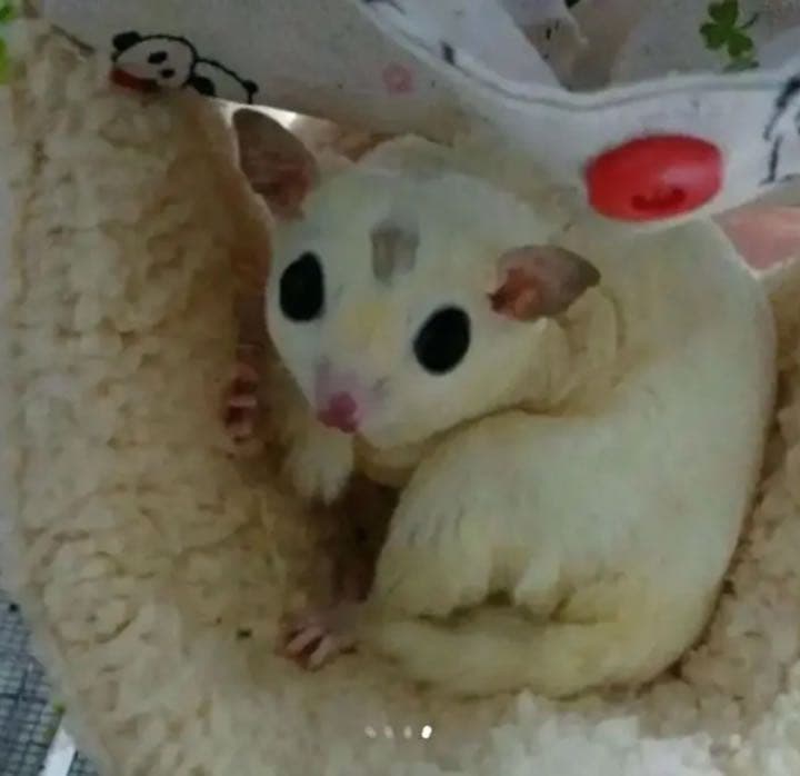 モモンガハウス（パンダ・熊柄）春・秋仕様    1950円