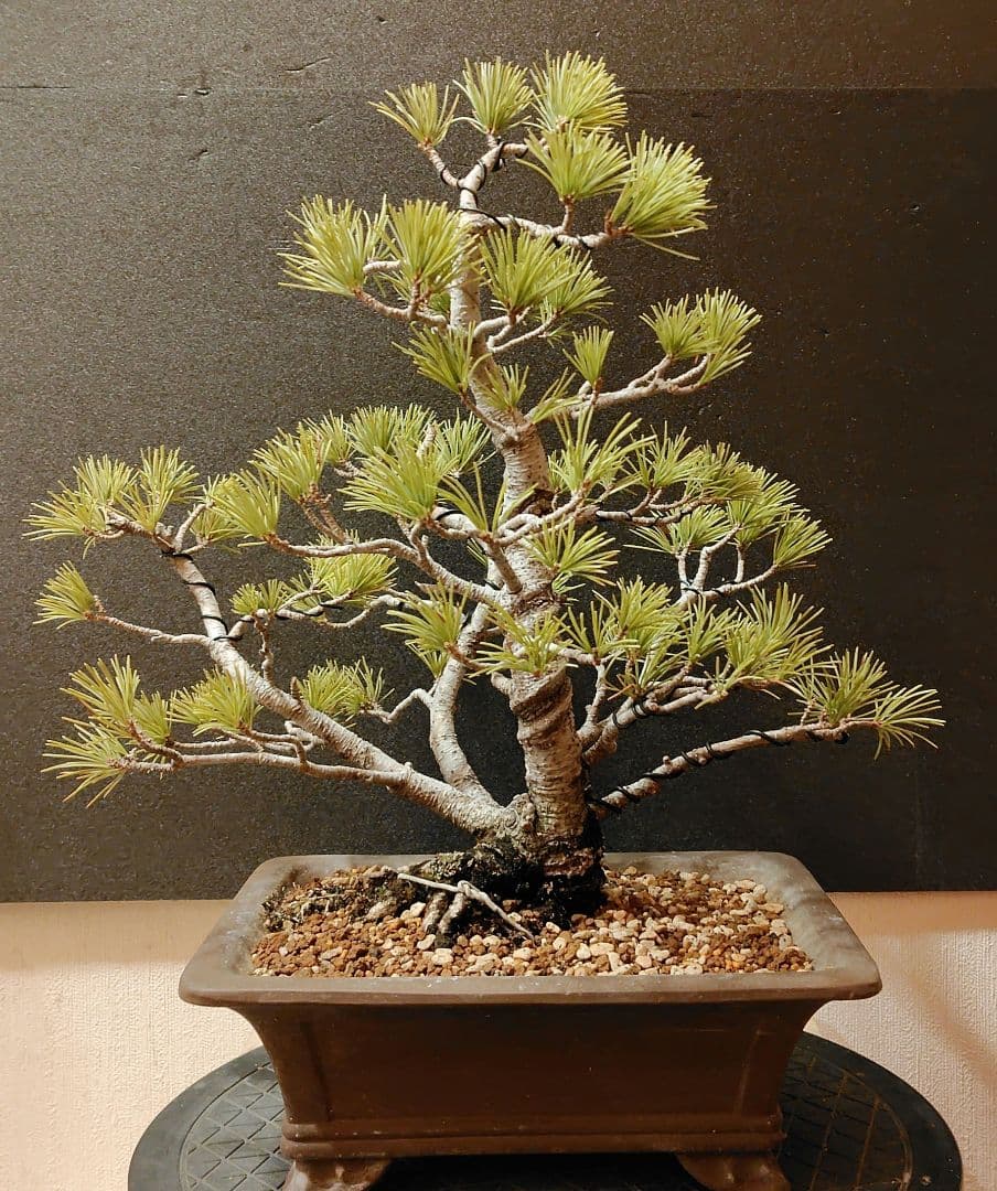 五葉松盆栽！