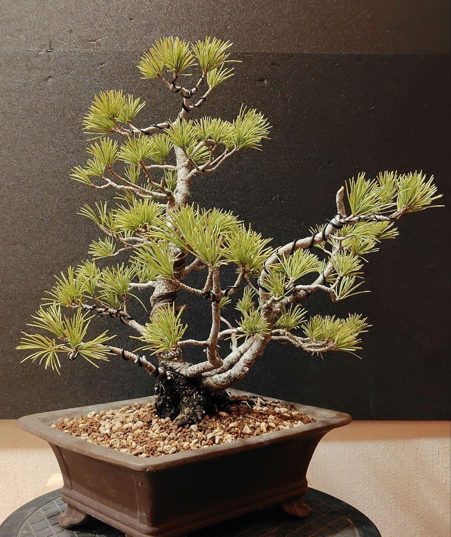 五葉松盆栽！