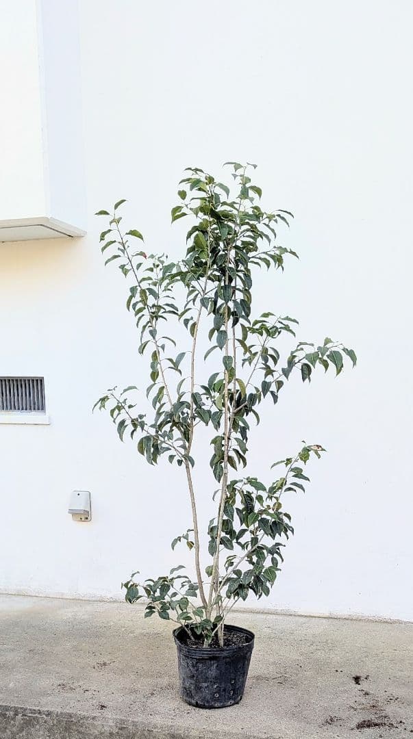 山採り養成。鉢植えソヨゴ。