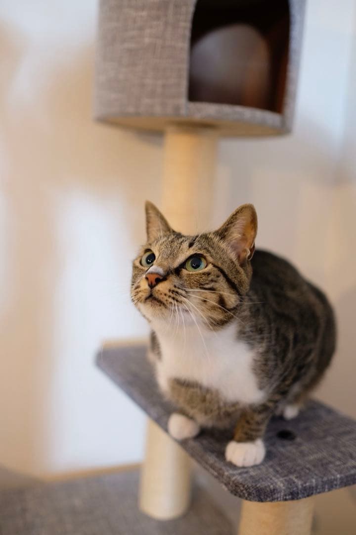 FUJIFILM XF23mmF1.4Rレンズ