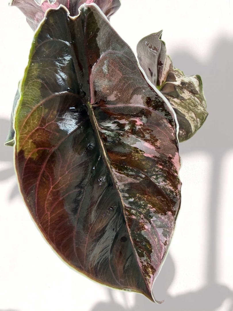 ラスト アロカシア アズラニー 斑入り 芋 ①番