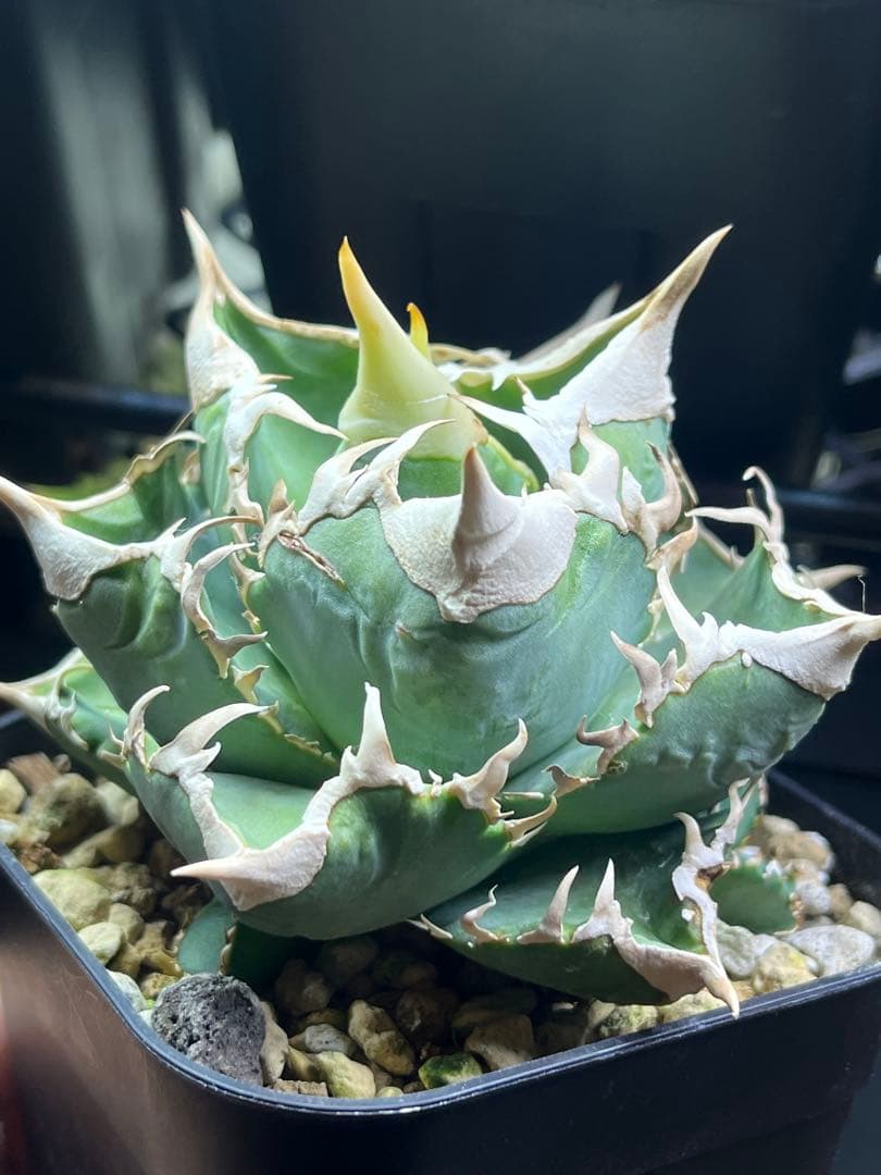 アガベ チタノタ　lize血統　大白鯊　ホホジロザメ