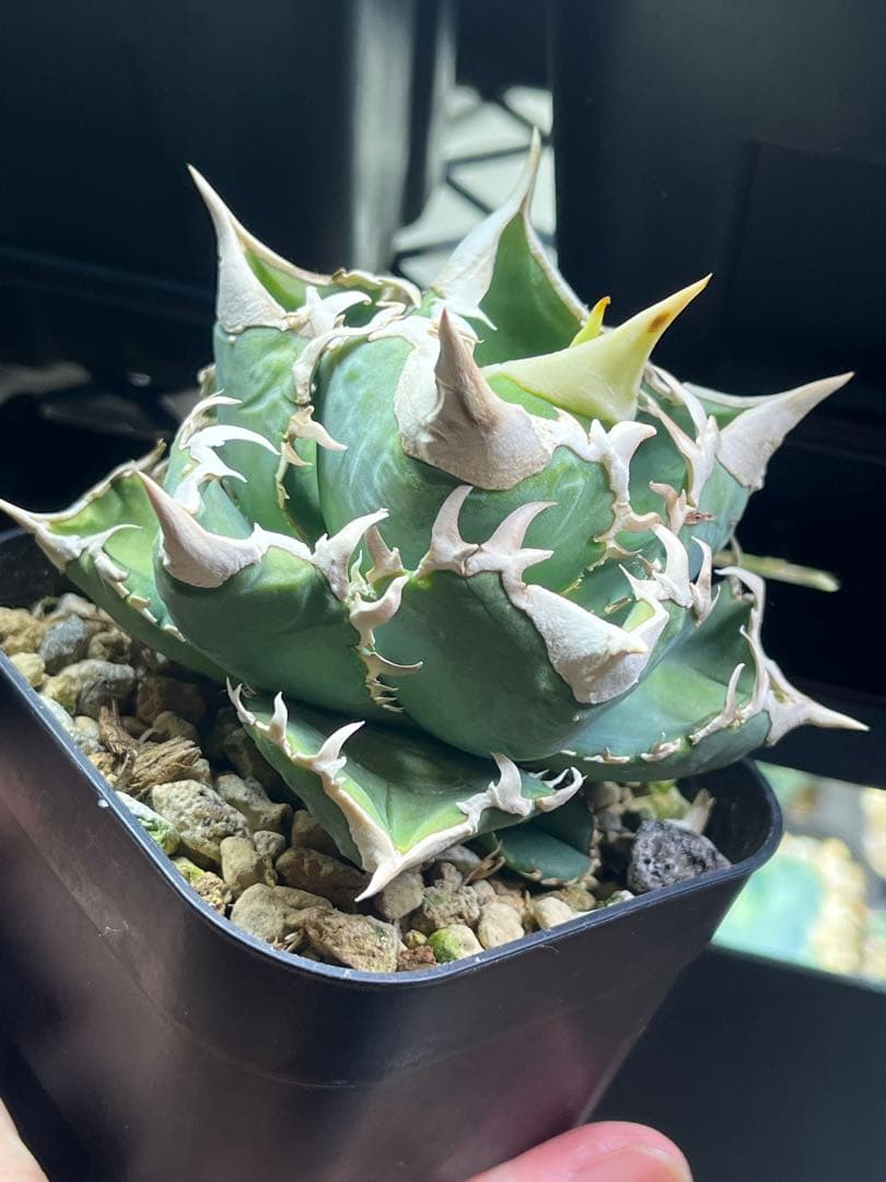 アガベ チタノタ　lize血統　大白鯊　ホホジロザメ