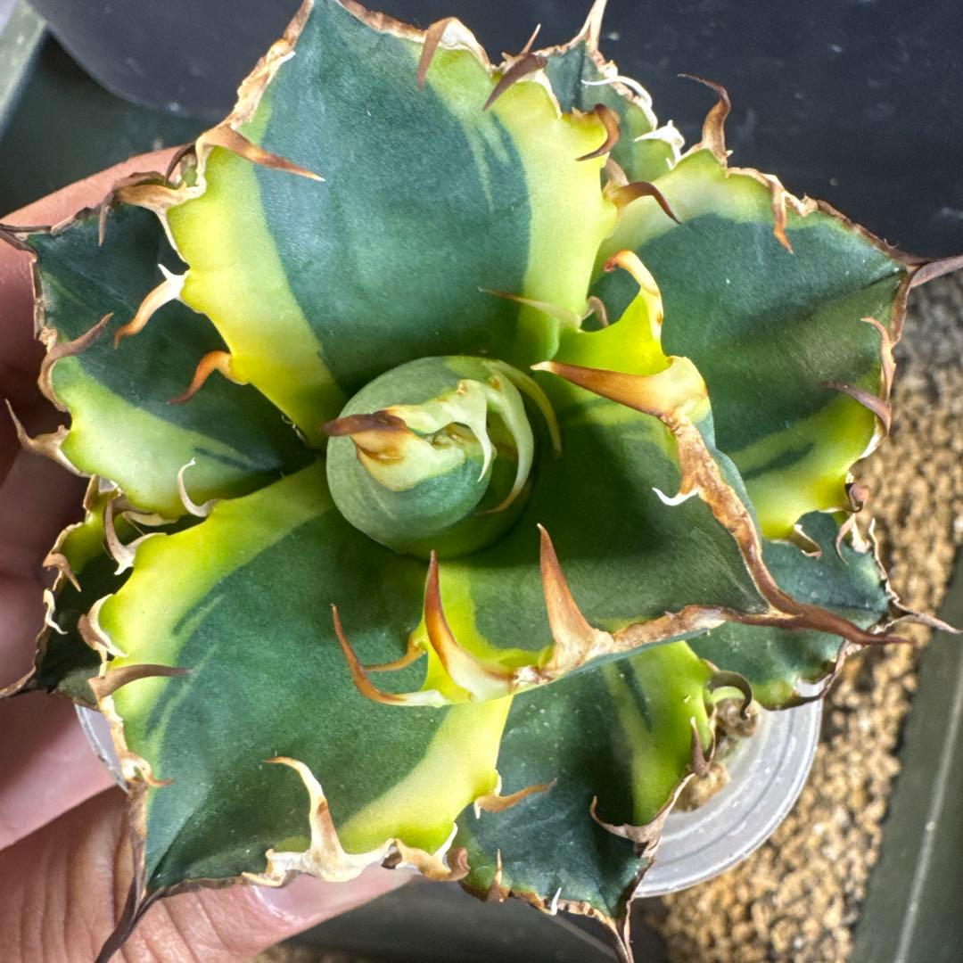 即決価格アガベ美形シーザー錦　黄覆輪　強棘