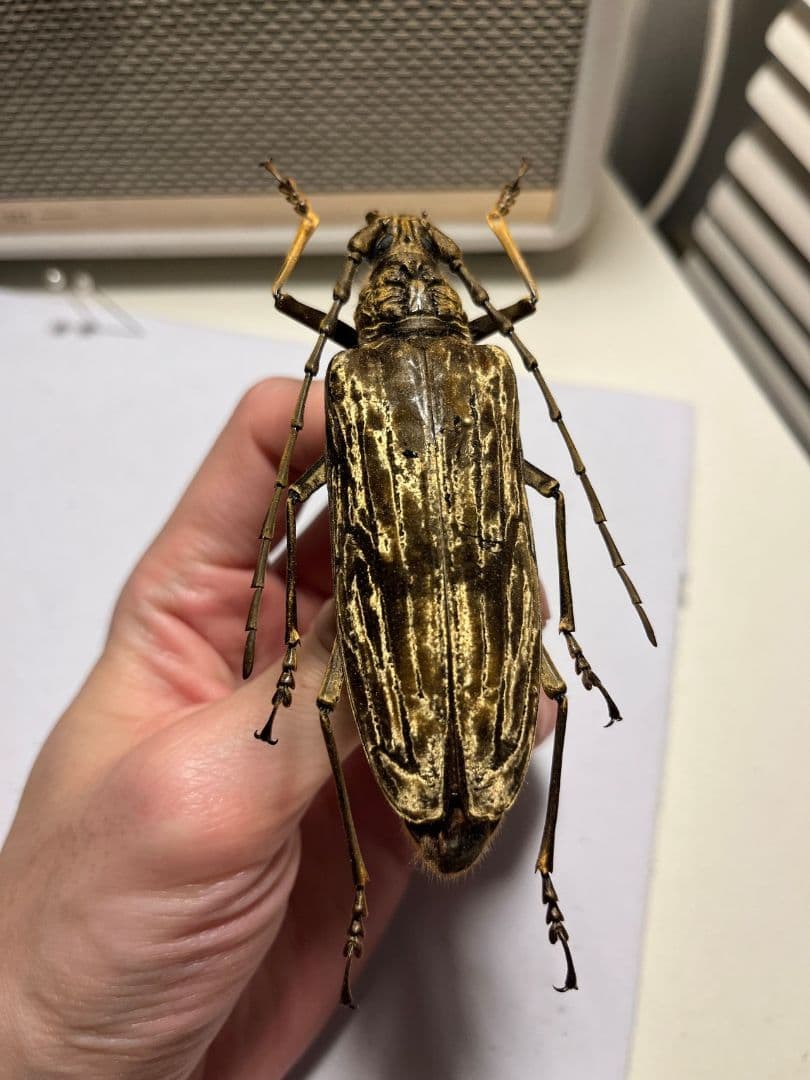 【ベロア感有】オオミヤマカミキリ♀ 標本 カミキリムシ Xixuthrus 天牛