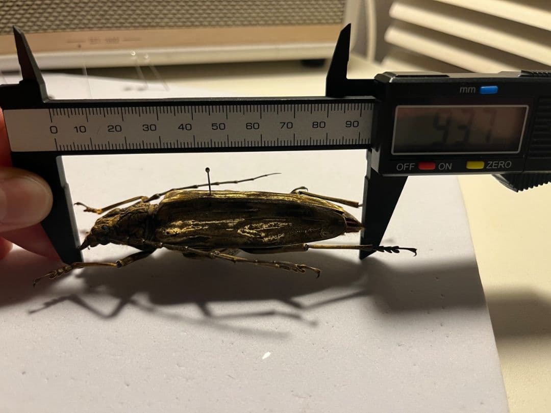 【ベロア感有】オオミヤマカミキリ♀ 標本 カミキリムシ Xixuthrus 天牛