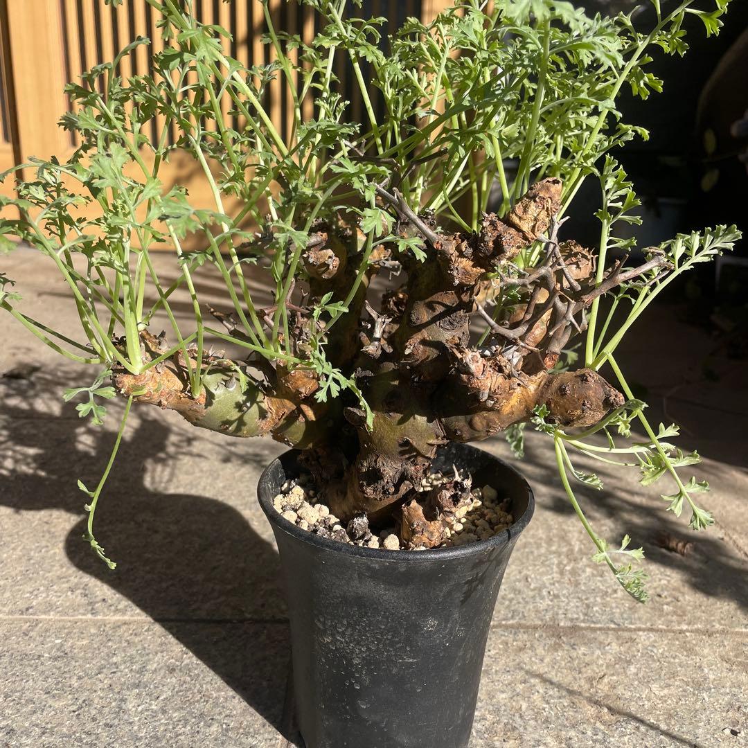 ペラルゴニウム クリズミフォリウム