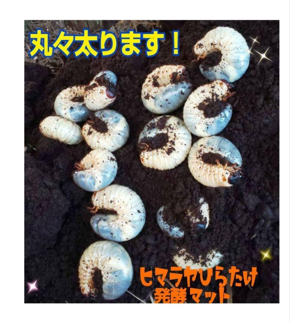 たっぷり100リットル！お買い得！カブトムシ幼虫の餌☆丸々太ります！産卵にも抜群