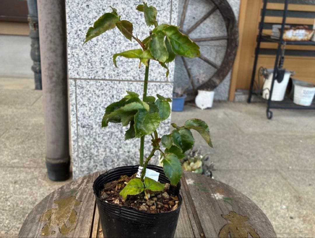 バラ苗　購入前にコメント
