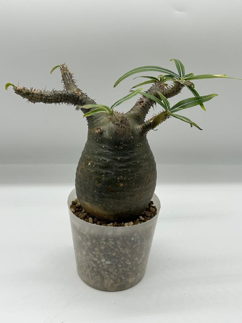 現地球　発根済み　パキポディウム　グラキリス　落葉中