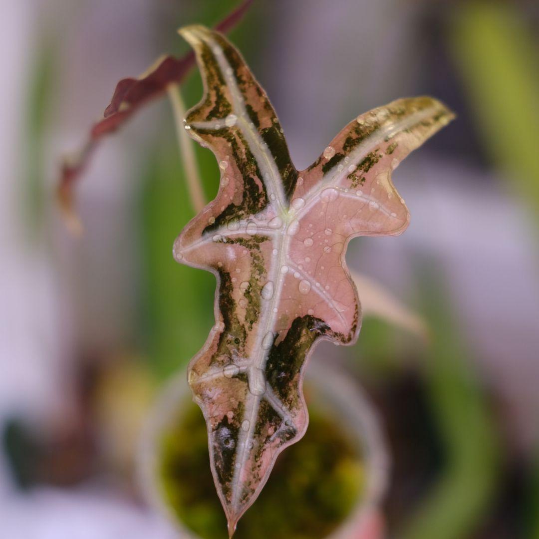 Alocasia Nobillis Pink\"K\"│アロカシア ノビリス ピンク
