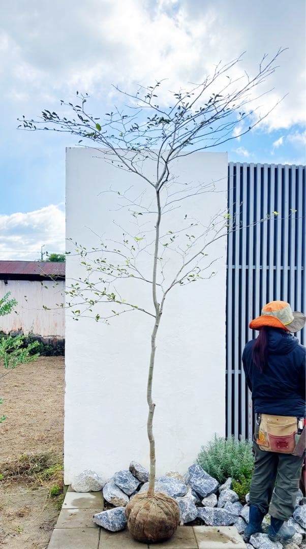 逸品。山採りアオハダ3.2M(鉢底から)