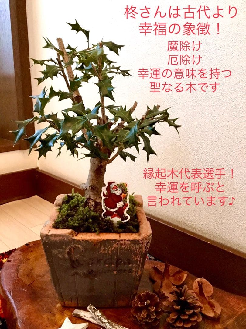 天然野生＊とてもダイナミックな森の可愛い柊さん【柊＊クリスマスツリー】