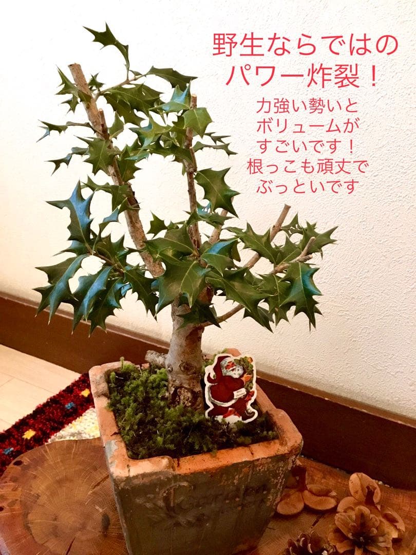 天然野生＊とてもダイナミックな森の可愛い柊さん【柊＊クリスマスツリー】