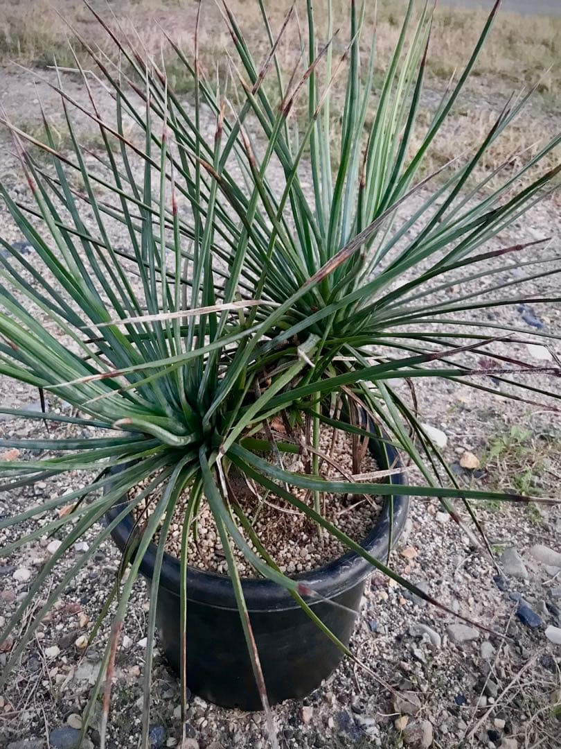 アガベ ストリクタ / 吹上　　幹立ち大株 マルチヘッド