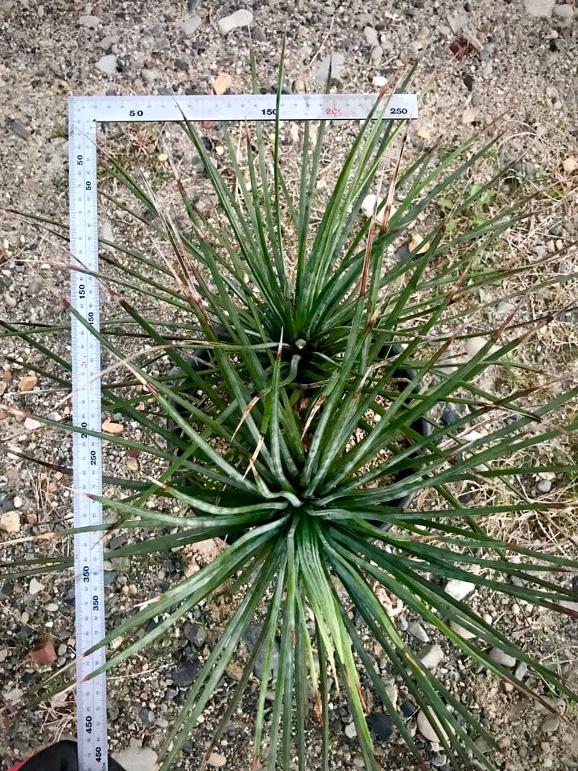 アガベ ストリクタ / 吹上　　幹立ち大株 マルチヘッド