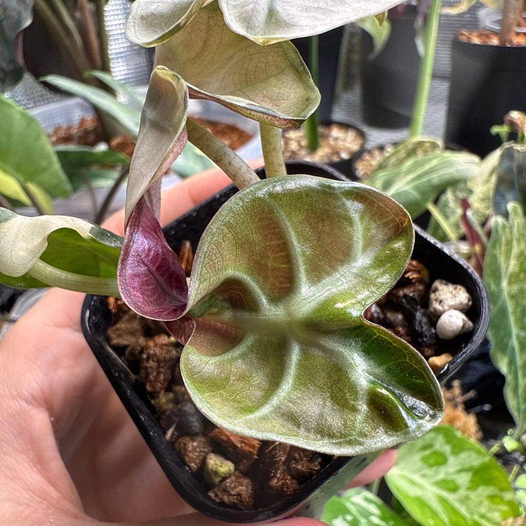 希少 アロカシア ハートバルーン ピンク 中株