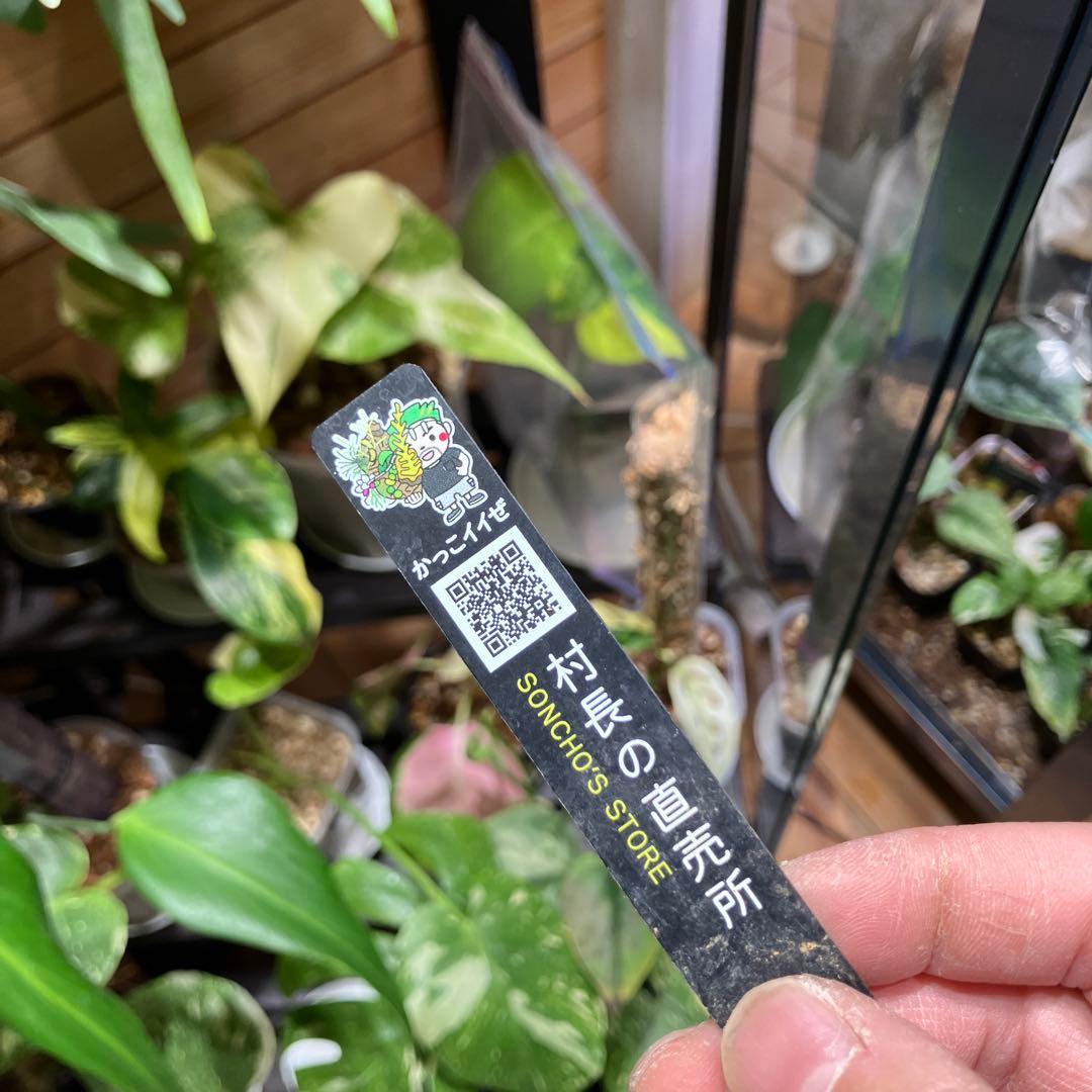 モンステラ　福助　発根済み