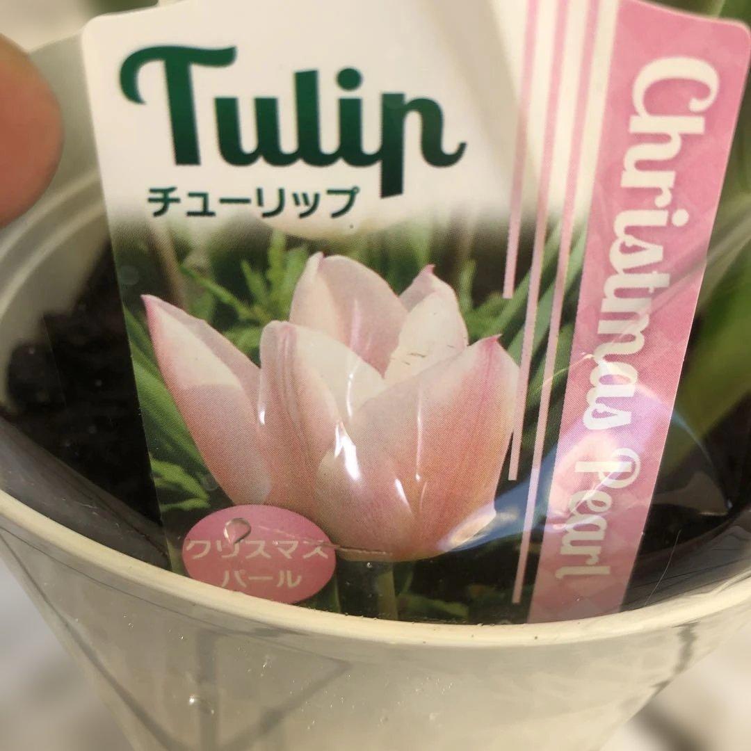 パルンチューリップ 7~8球植え 8鉢