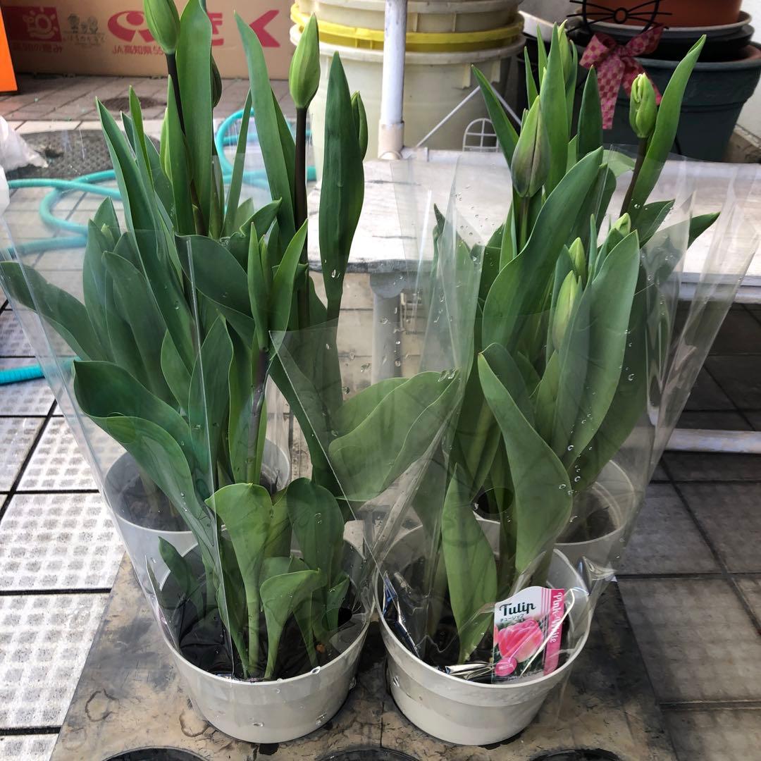 パルンチューリップ 7~8球植え 8鉢