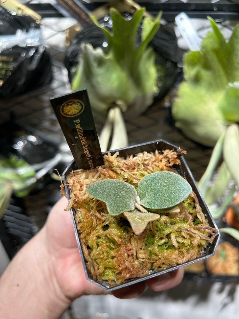 P.willinckii Angel #1 pup 脇目