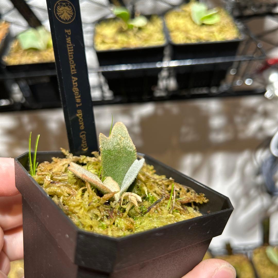 P.willinckii Angel #1 pup 脇目