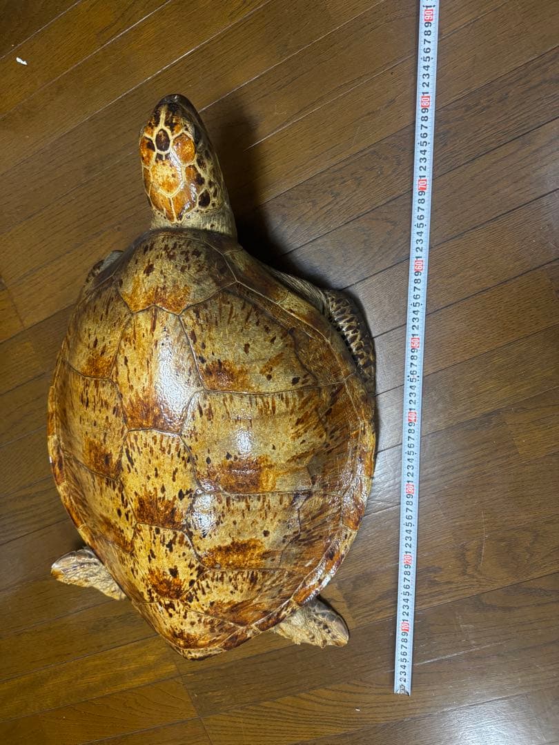 亀の剥製