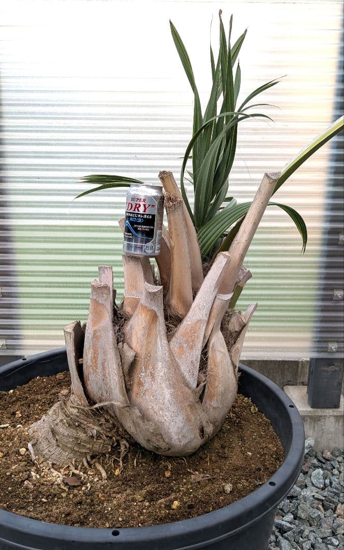 サバルヤシ　大苗　活性済 シンボルツリー　ヤシ