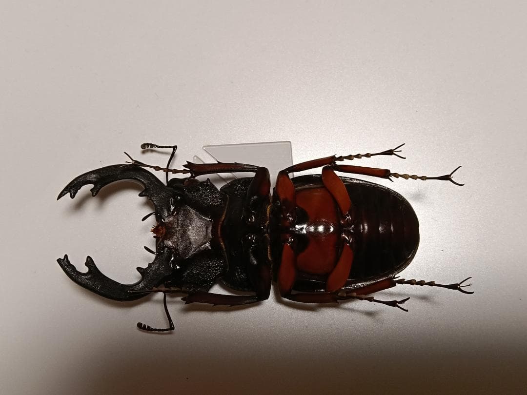 フェモラリスツヤクワガタ 標本