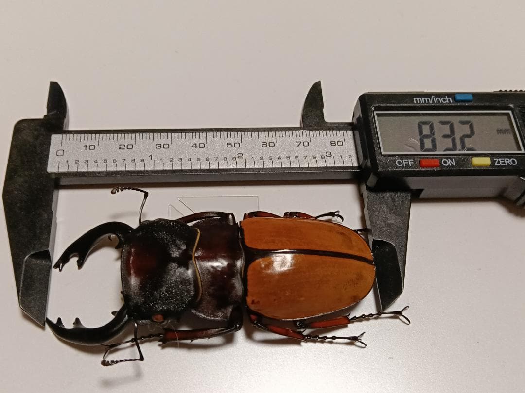 フェモラリスツヤクワガタ 標本