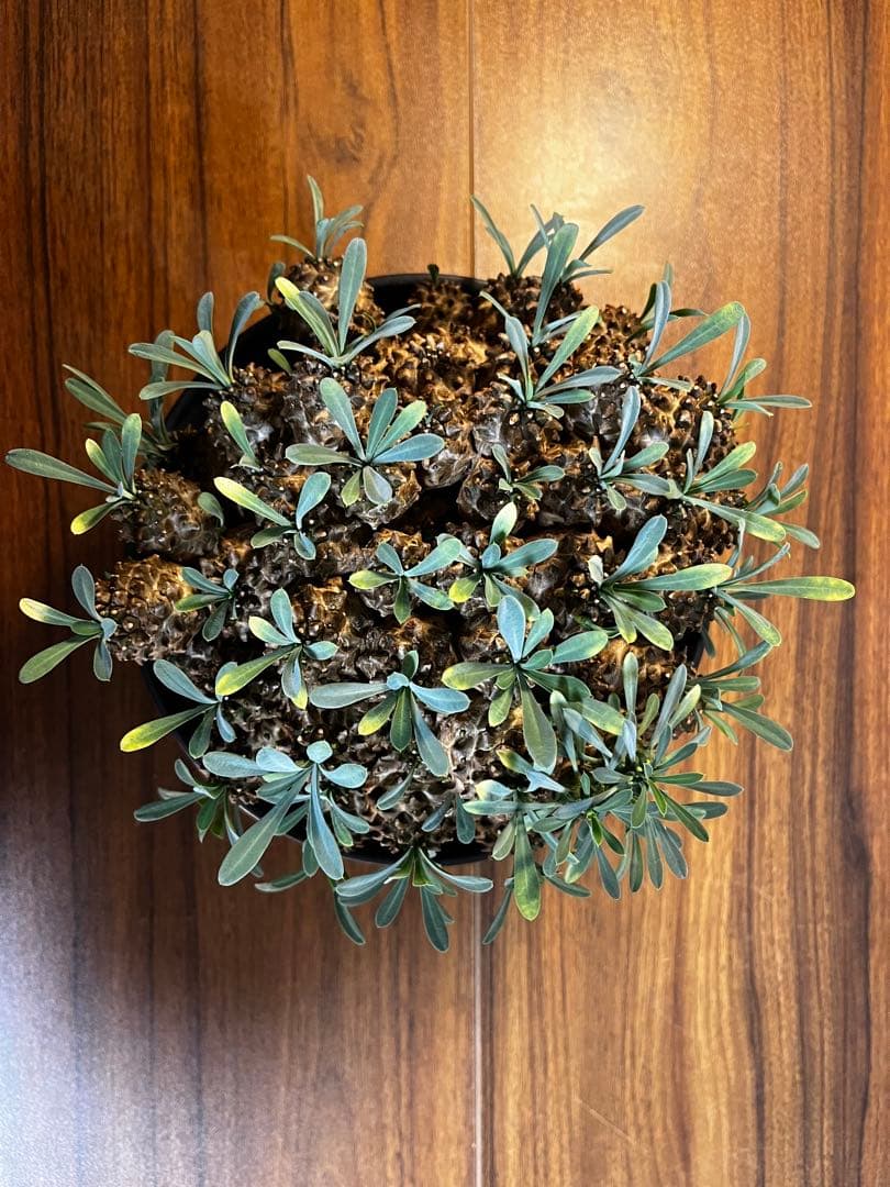 ユーフォルビア 峨眉山 大株 親株