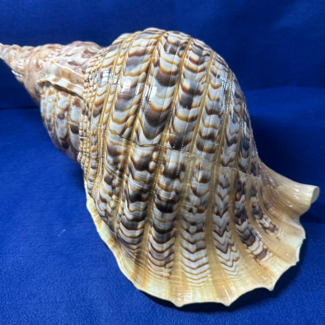 徳大法螺貝　ホラ貝　ほらがい　三伏　　　　　　魔除け　　熊よけ