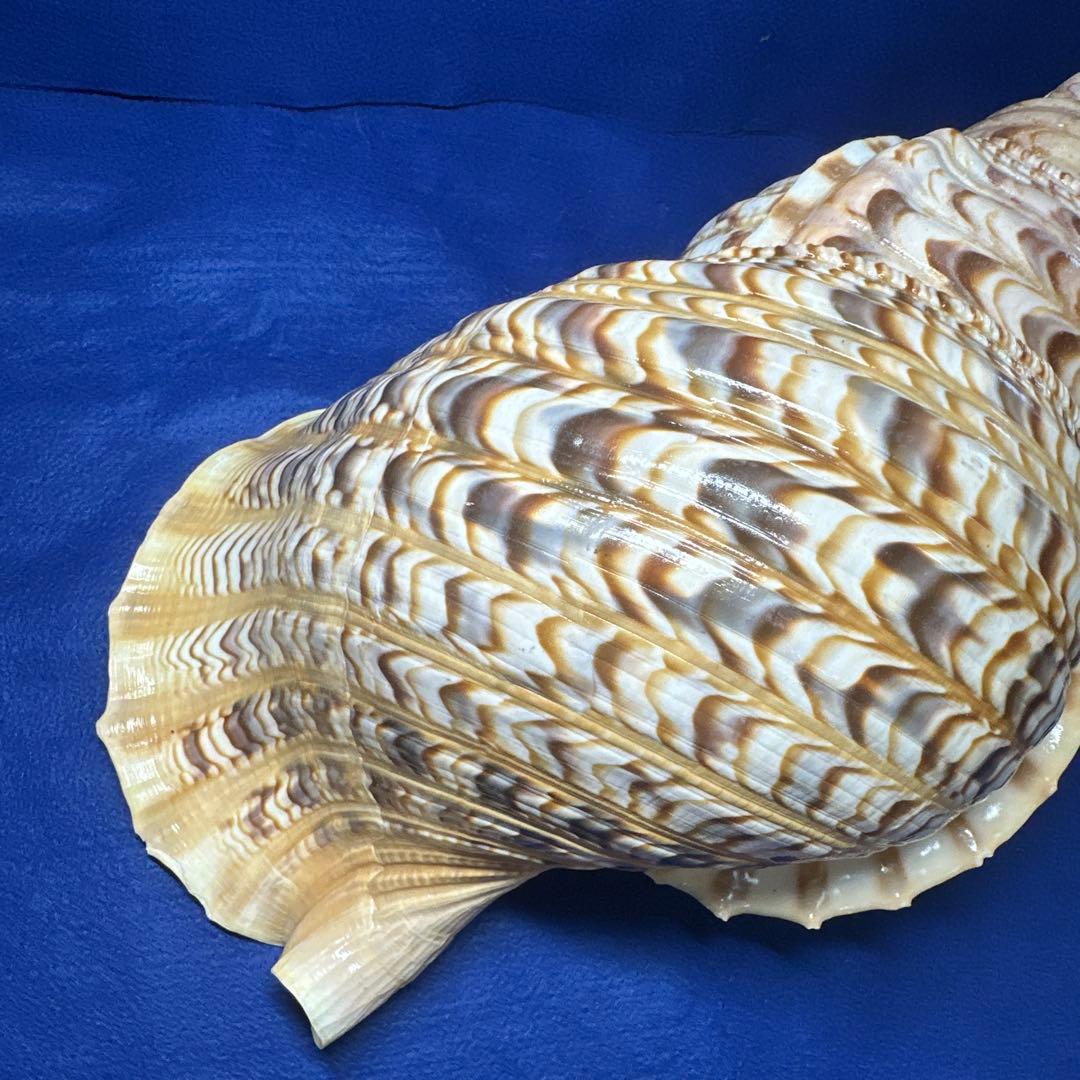 徳大法螺貝　ホラ貝　ほらがい　三伏　　　　　　魔除け　　熊よけ