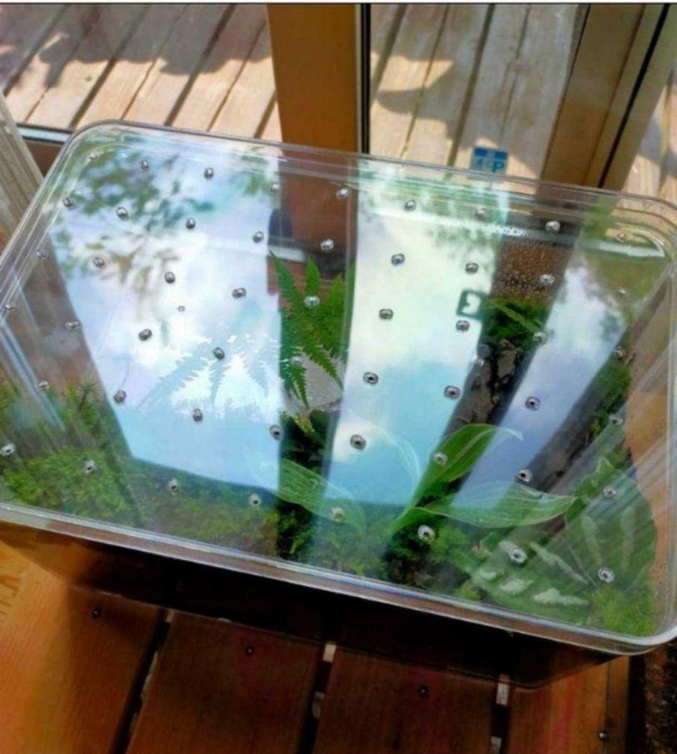 隠れ家つき自然の中の飼育箱、ケースの中の苔テラリウム