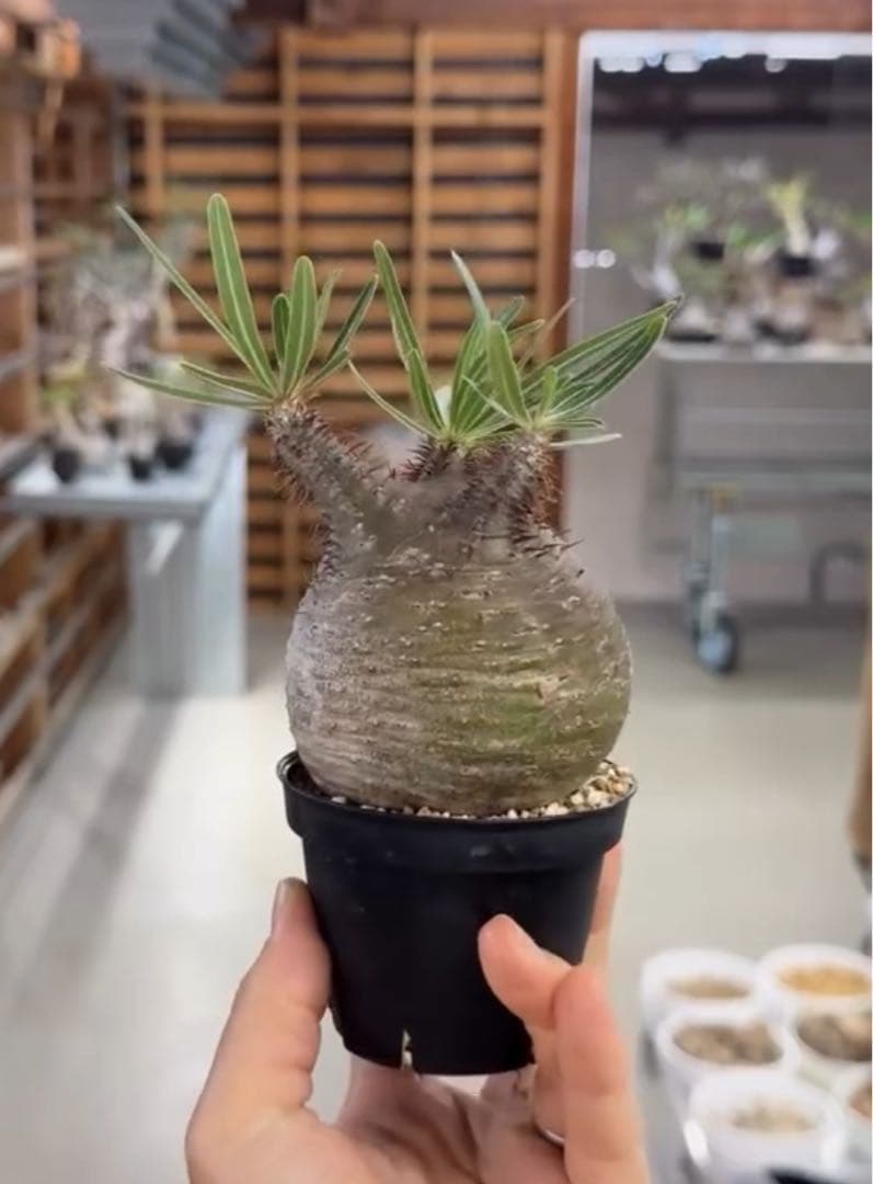 タイムセール‼︎超美株！短枝、まん丸パキポディウム グラキリス（発根済）