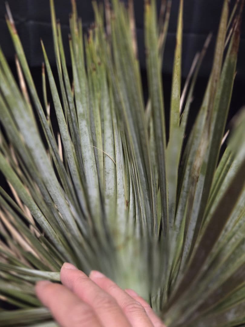 ユッカロストラータ 太株 (ほ)