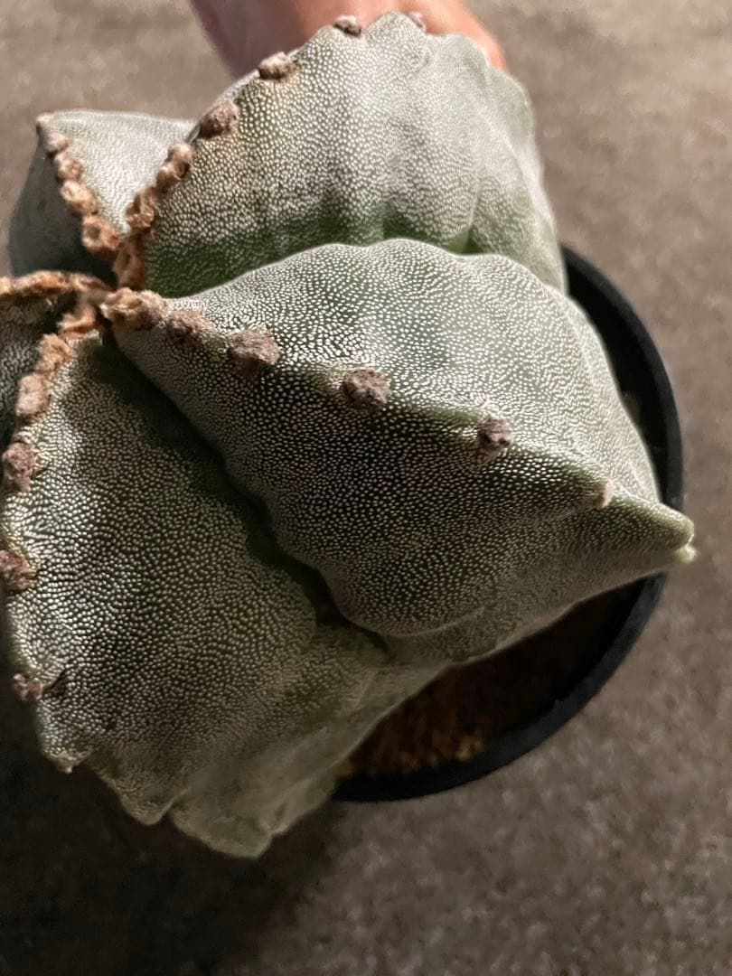 セーール　特大　山川ストロンギ　肋骨　実生