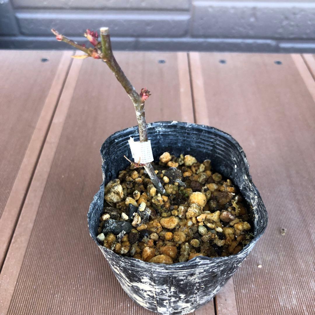 ばら苗 バラ苗 挿し木苗　薄ピンク　小ぶりの苗