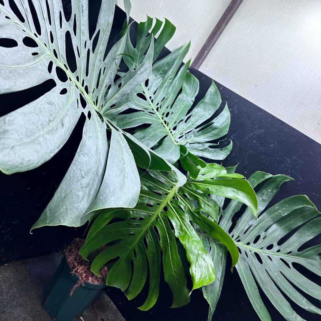 ***様 モンステラデリシオーサマクロコズム超希少系統鉢植え97㎝