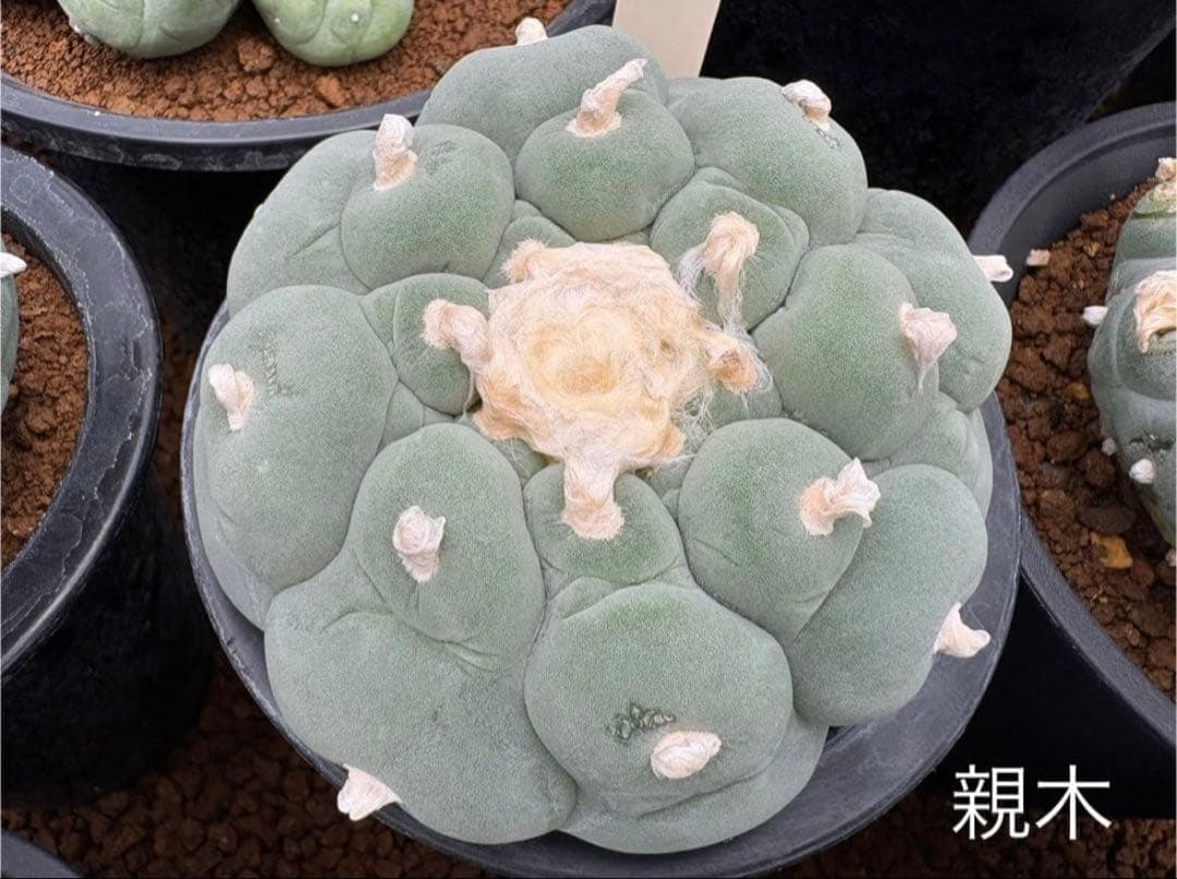 ★☆銀冠玉いろいろ③ 実生☆★