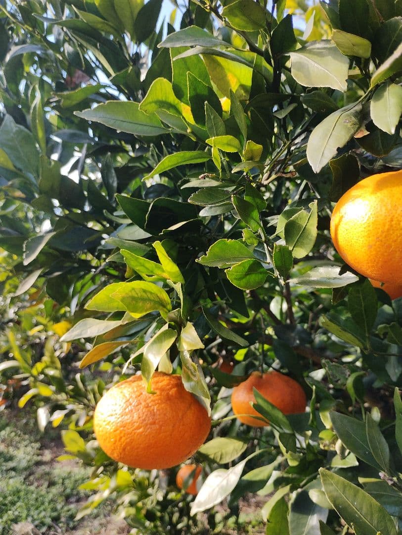 甘平　カンペイ　5kg　#2