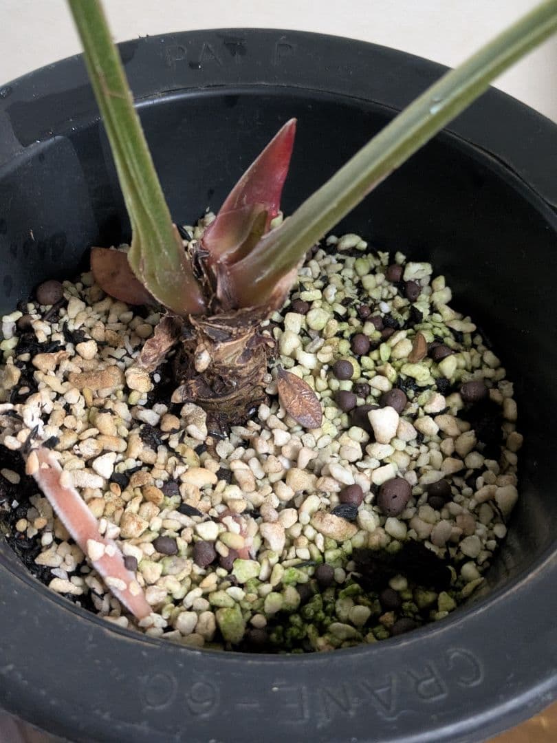 アンスリウム　ルクスリアンス　Anthurium luxurians