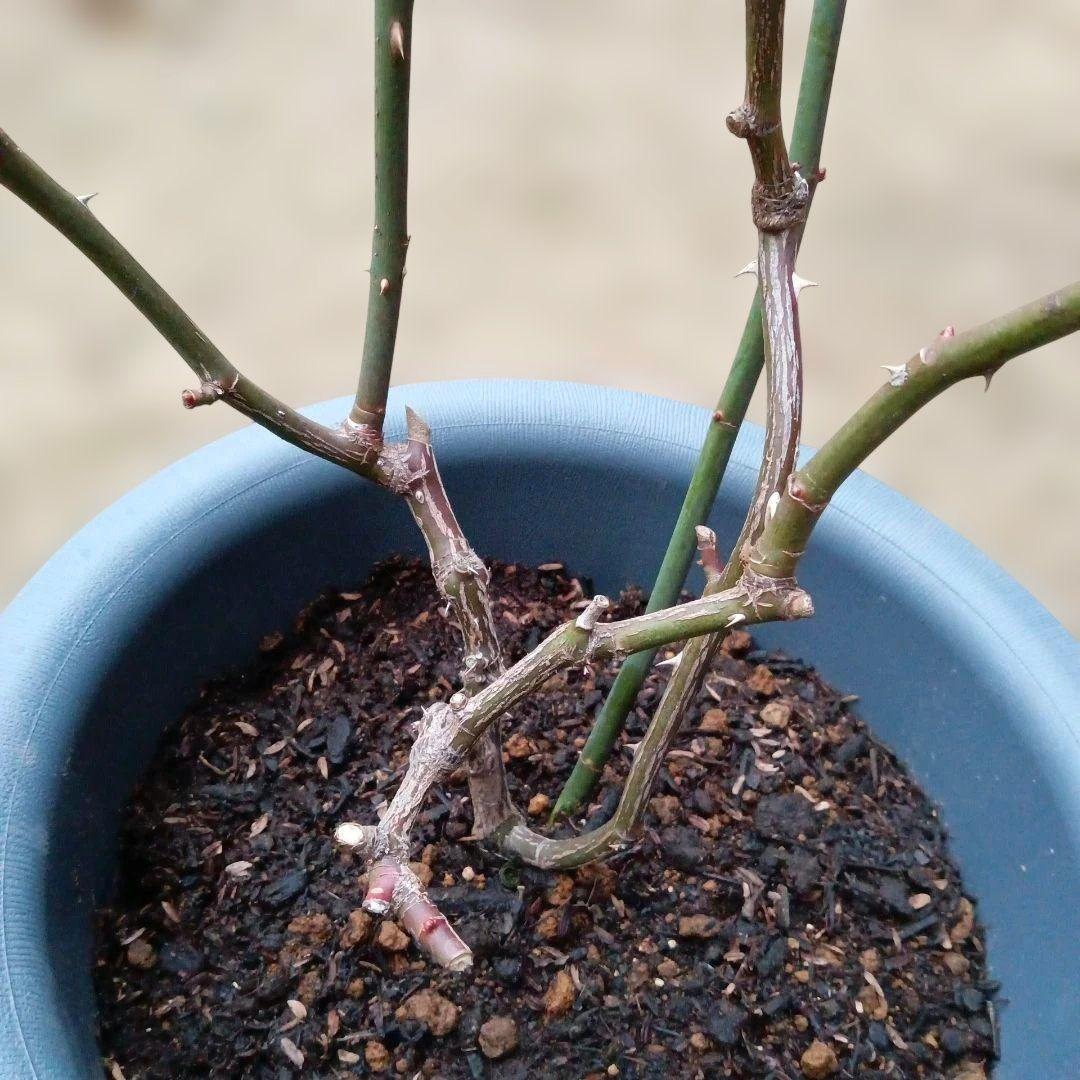 レアバラ苗　　8号鉢大苗　入手困難